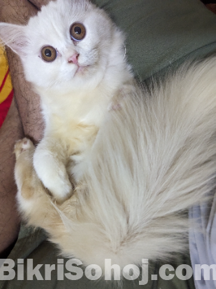 Traditional persian long hair cat